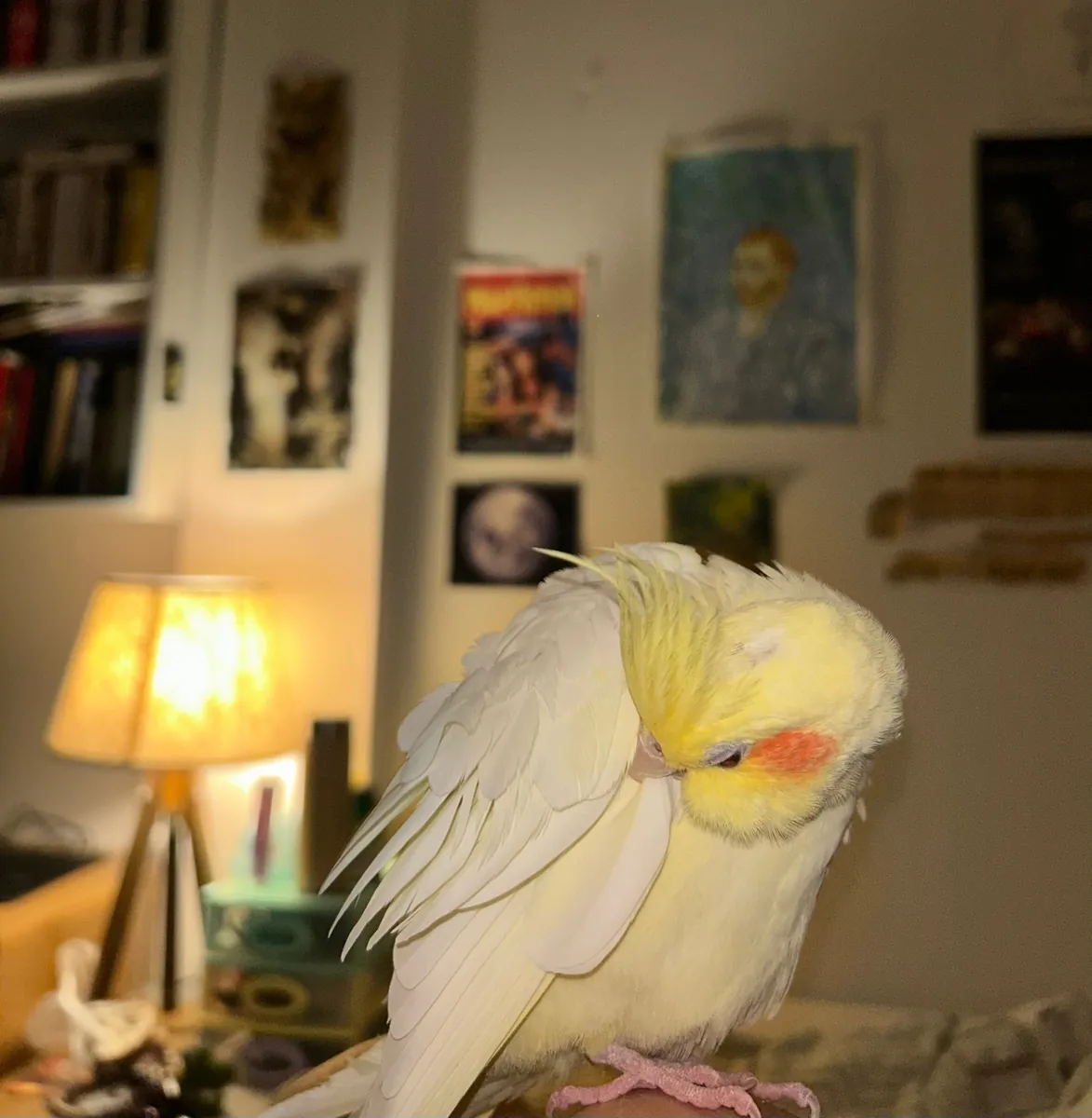 Remy est porté disparu et fait l'objet de recherches.