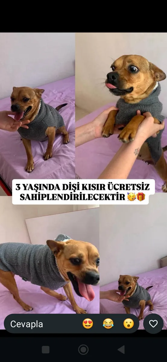 sevimli bebek yeni yuvasini arıyor 