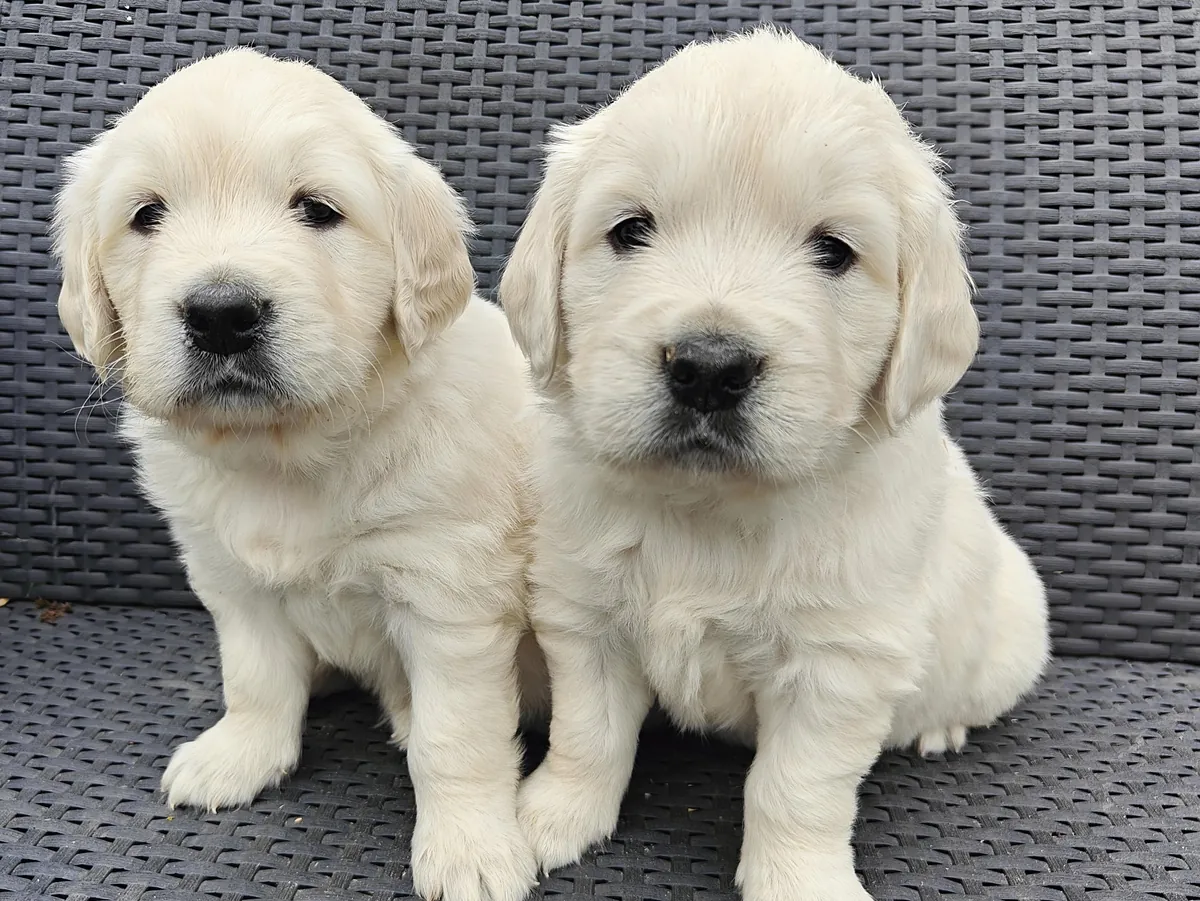 Cream Golden Retrievers