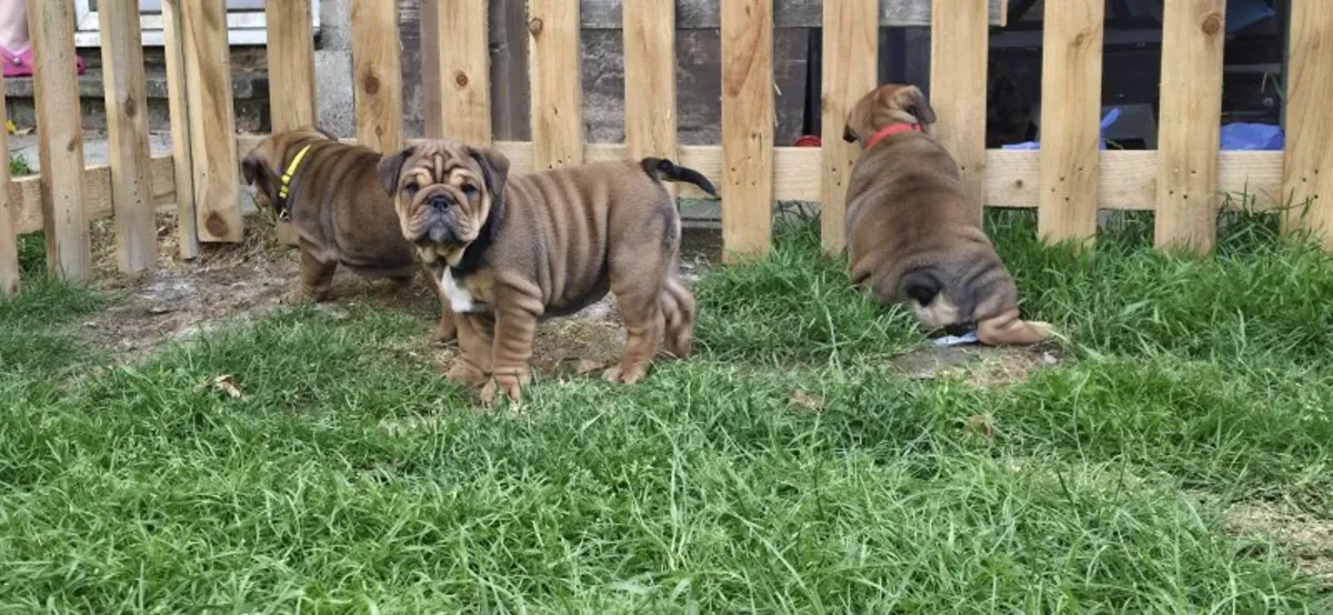Stunning litter of KC registered English Bulldog puppies