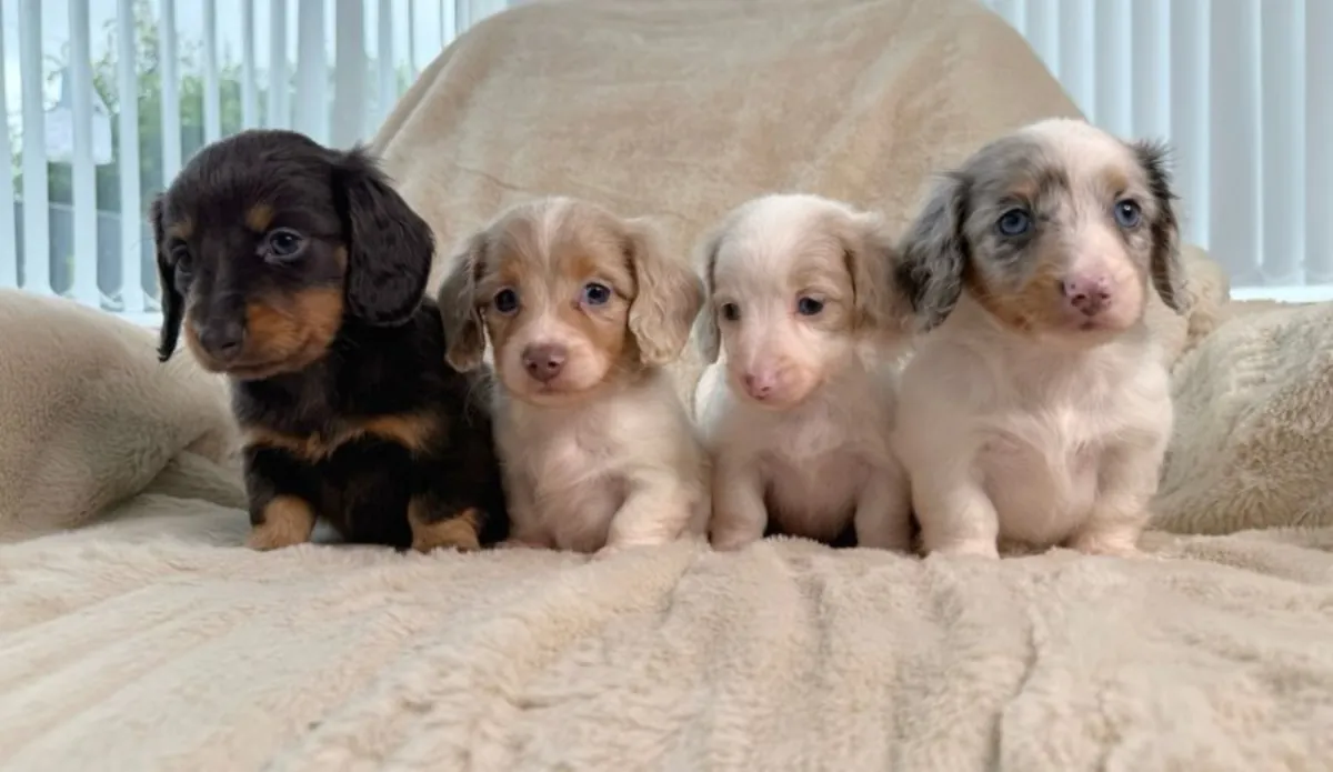 Kc long haired miniature dachshund