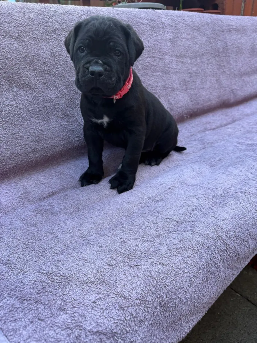 Beautiful Cane Corso Puppies for Sale