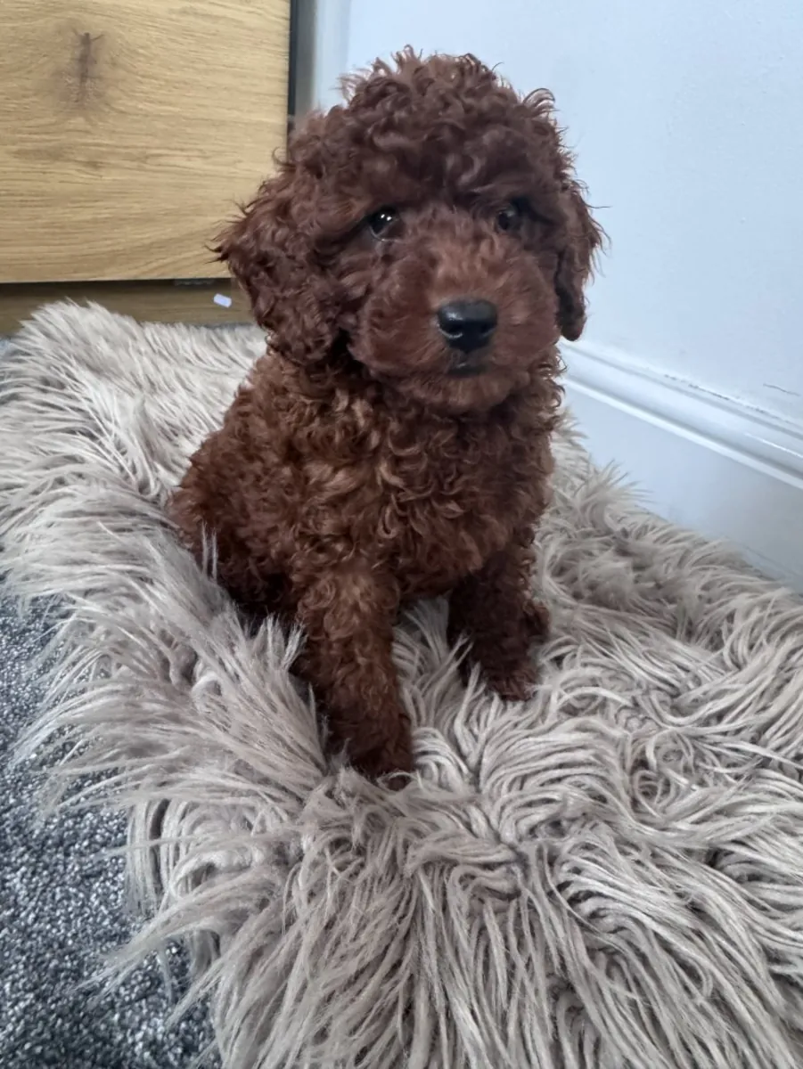Red toy poodle boy