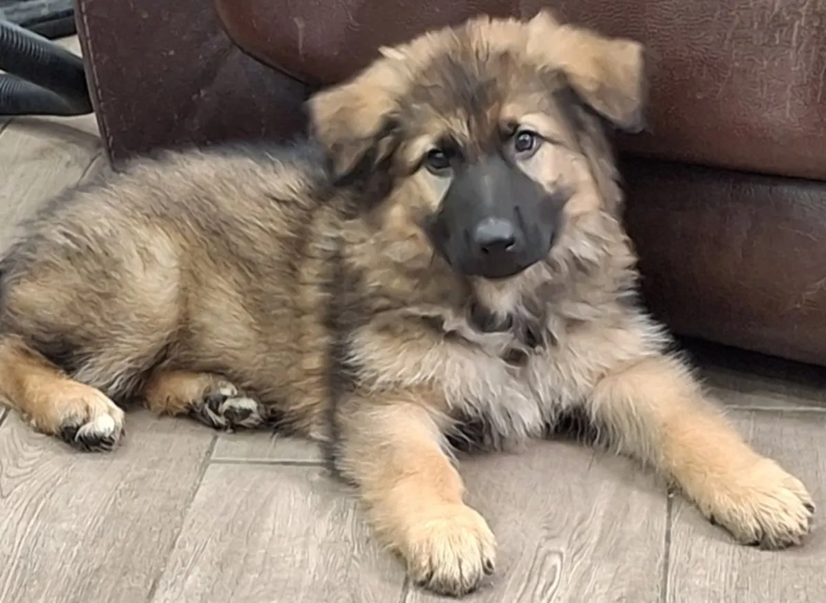 KC registered German Shepherd Puppies
