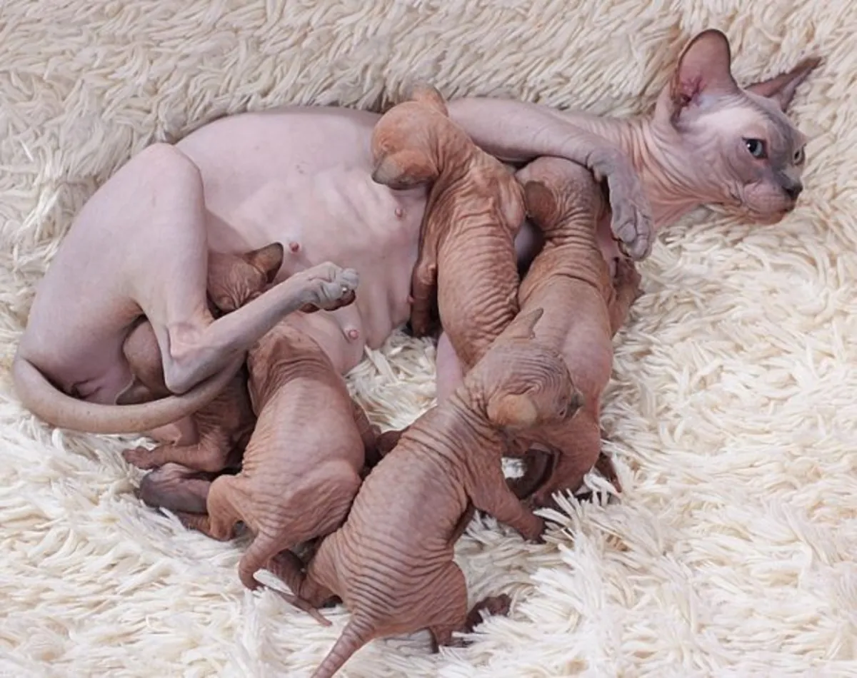 Beautiful Sphynx kittens for sale