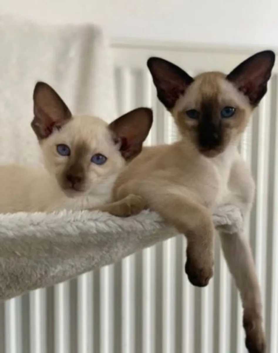 Top Quality Siamese Kittens