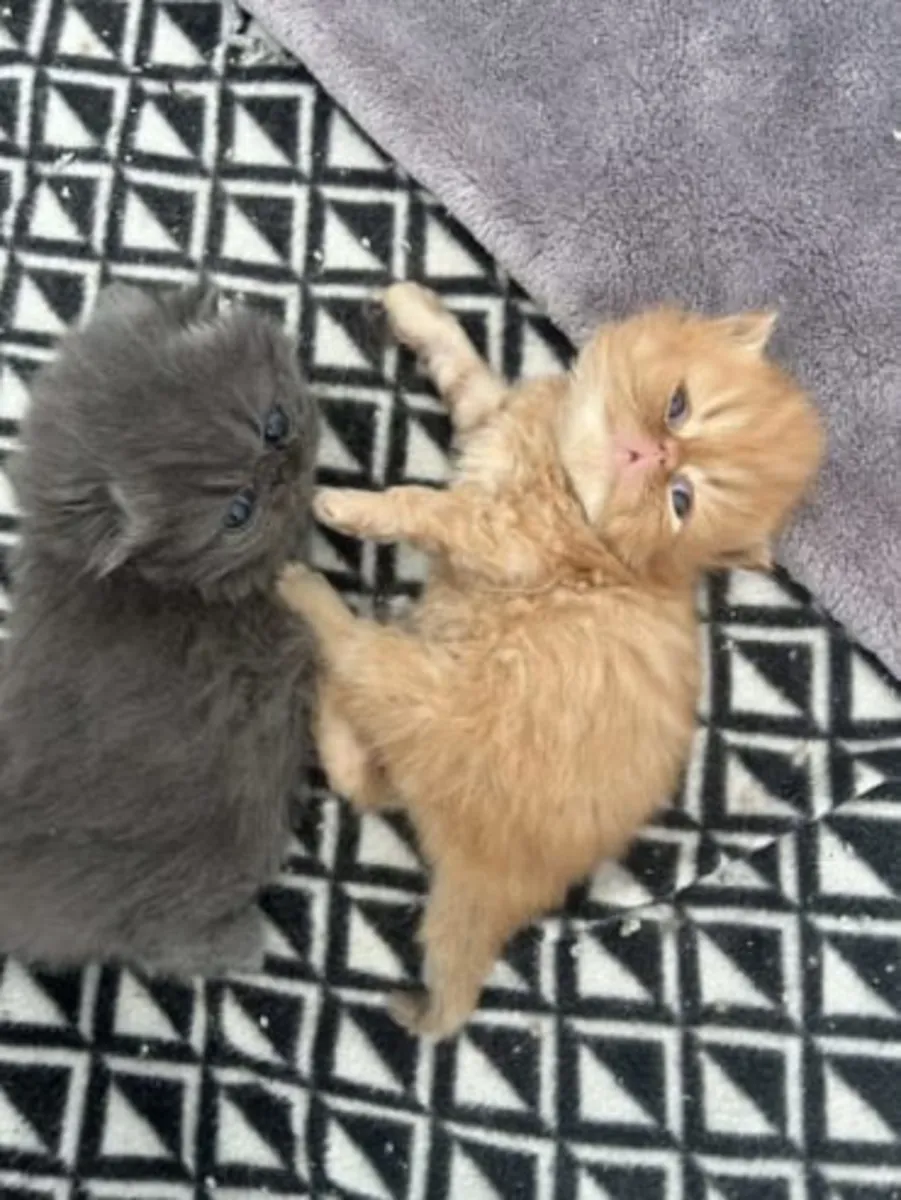 Ful Persian kittens Ready Now