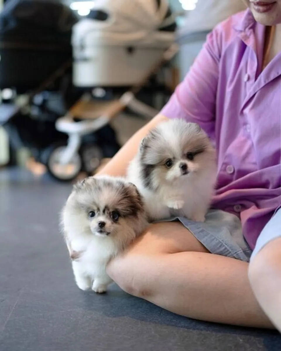 Pomsky Puppies Available now