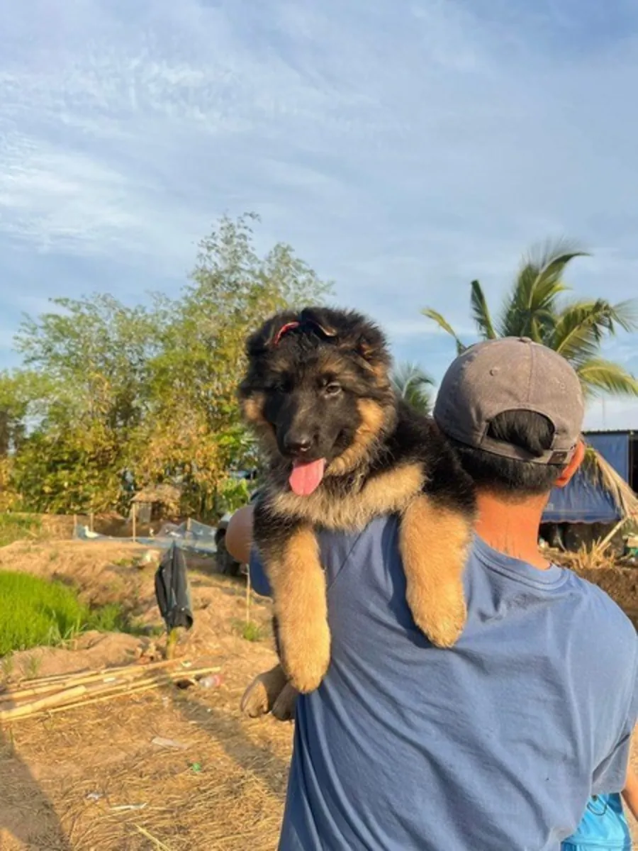 German Shepherd Puppies now