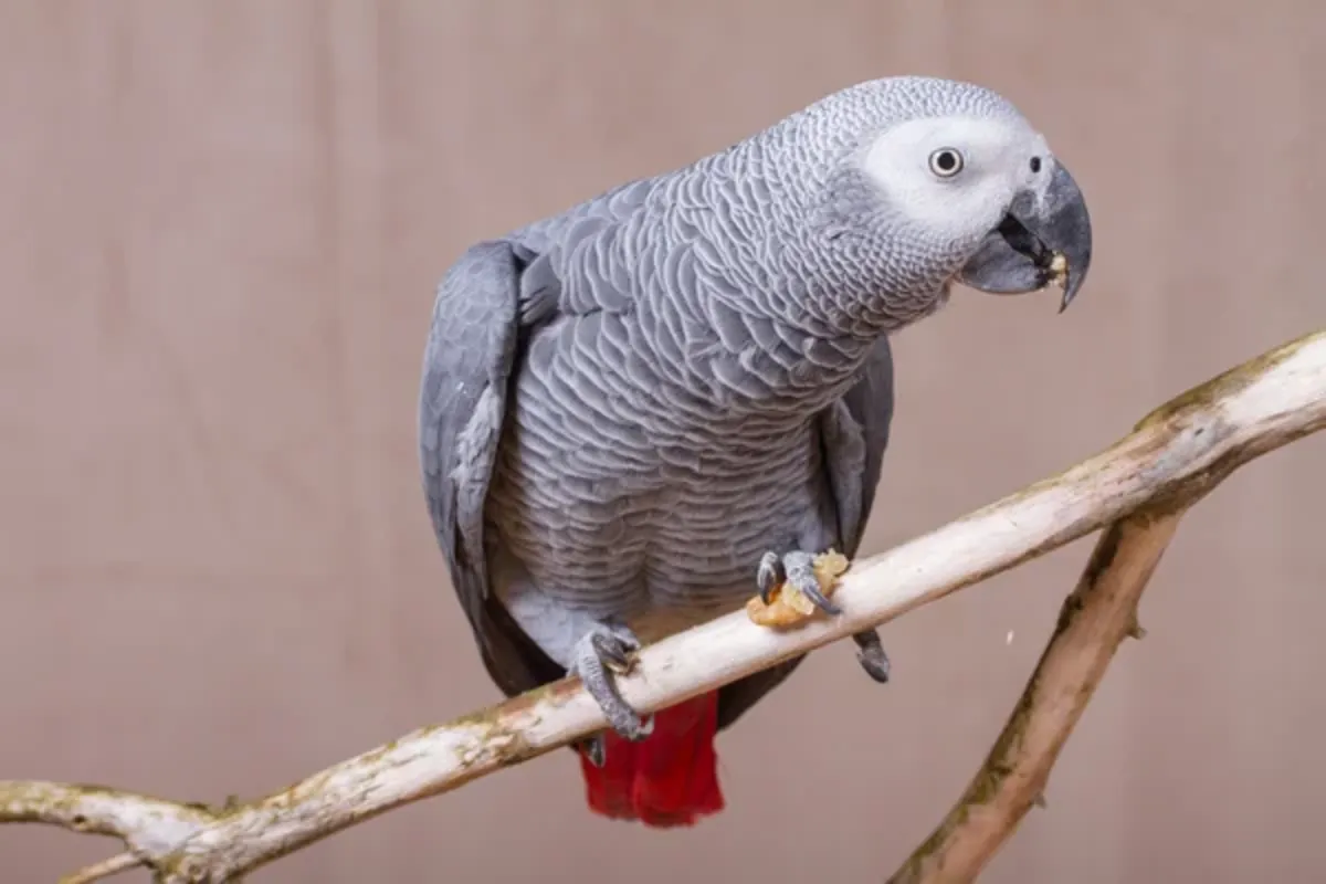 We are looking for a female mate for our adult male parrot.