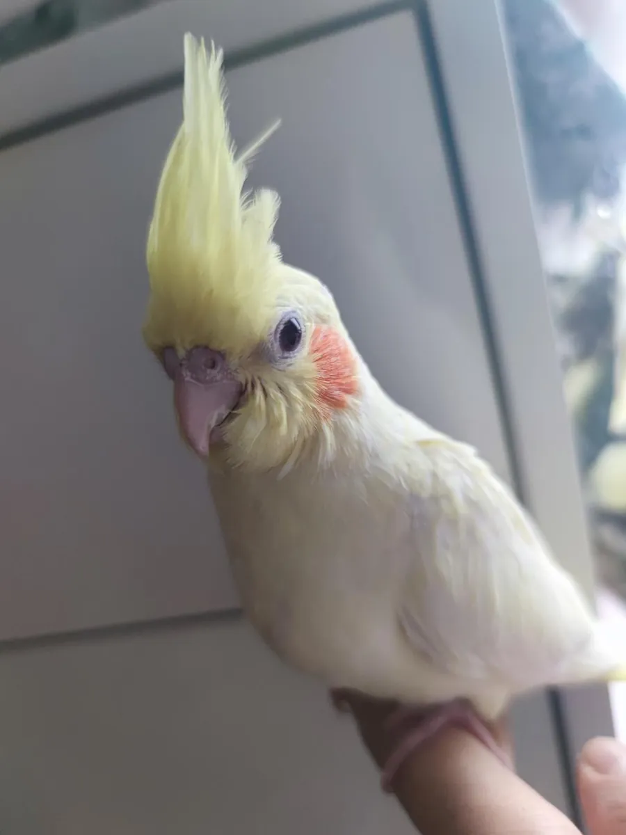 Our Grey Parrot's friend has gone missing.