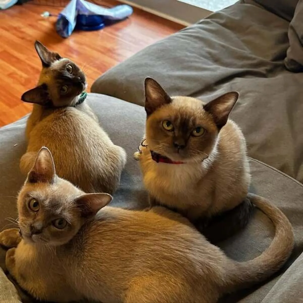 European Burmese kittens Available Now .