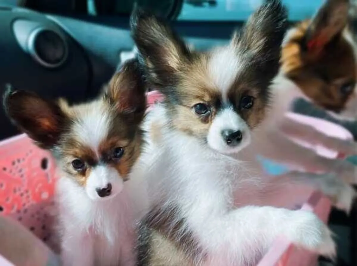 Beautiful Papillon Puppies