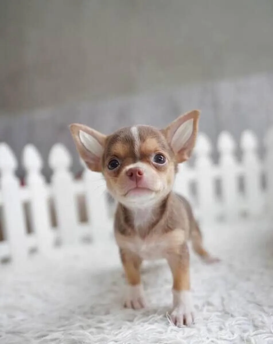 Chihuahua puppiess available