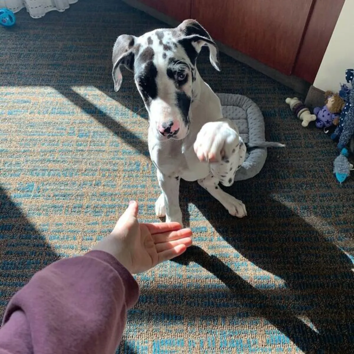 Healthy Great Dane Puppies
