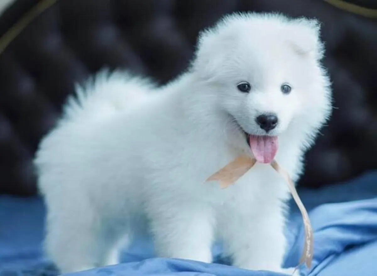 we have Samoyed puppies