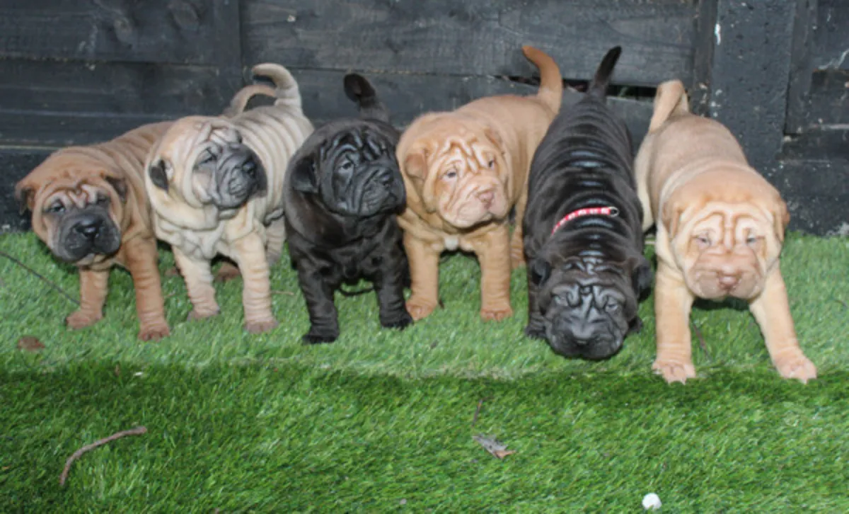 We have Shar Pei Puppiez