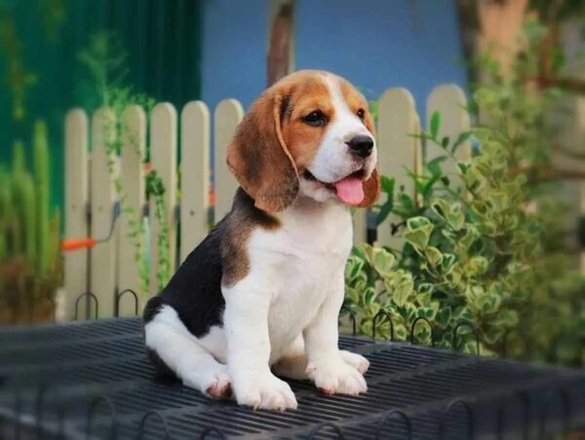 Beagle Pupies available