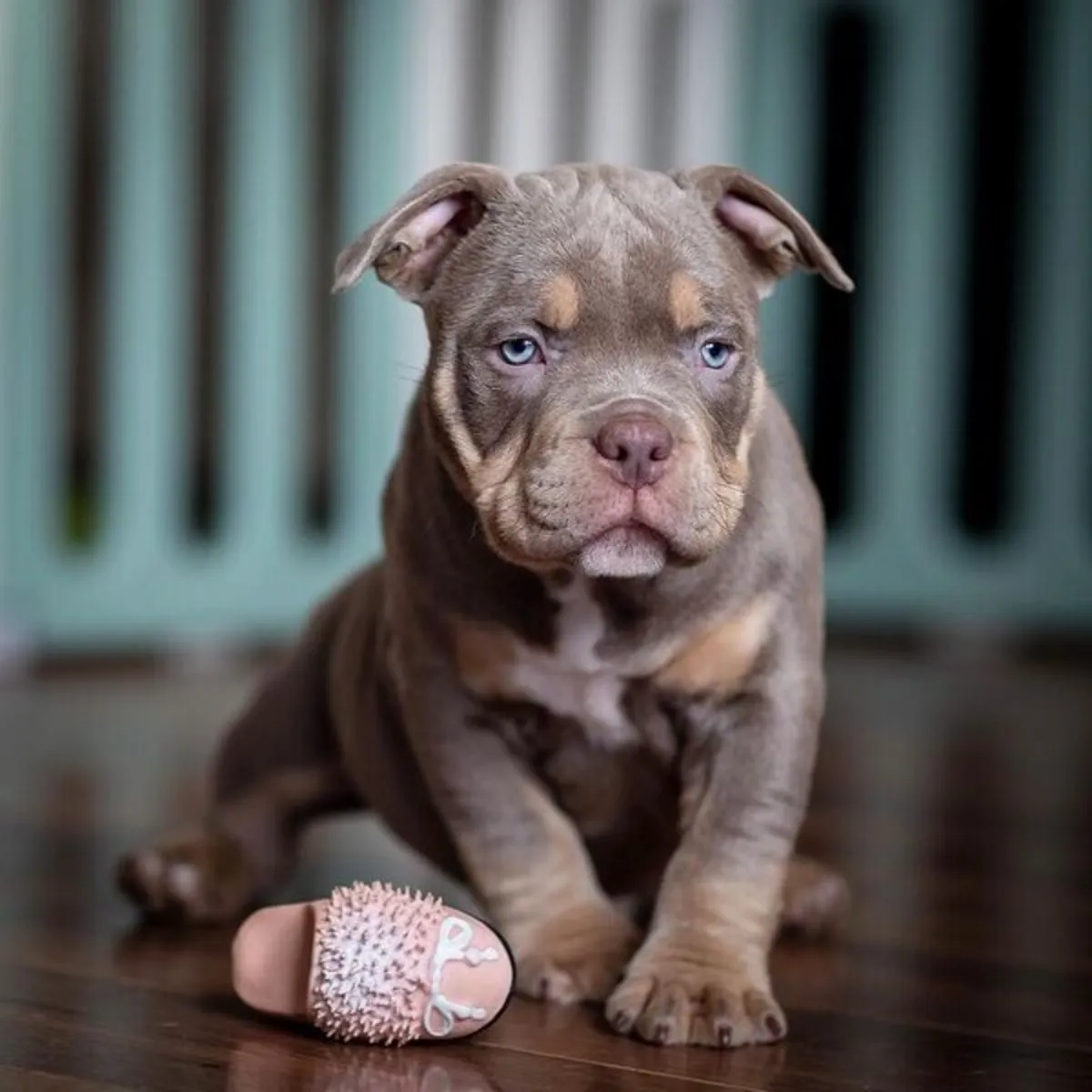 American Pittbull pupies 