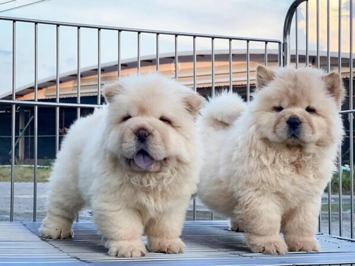 chow chow puppies
