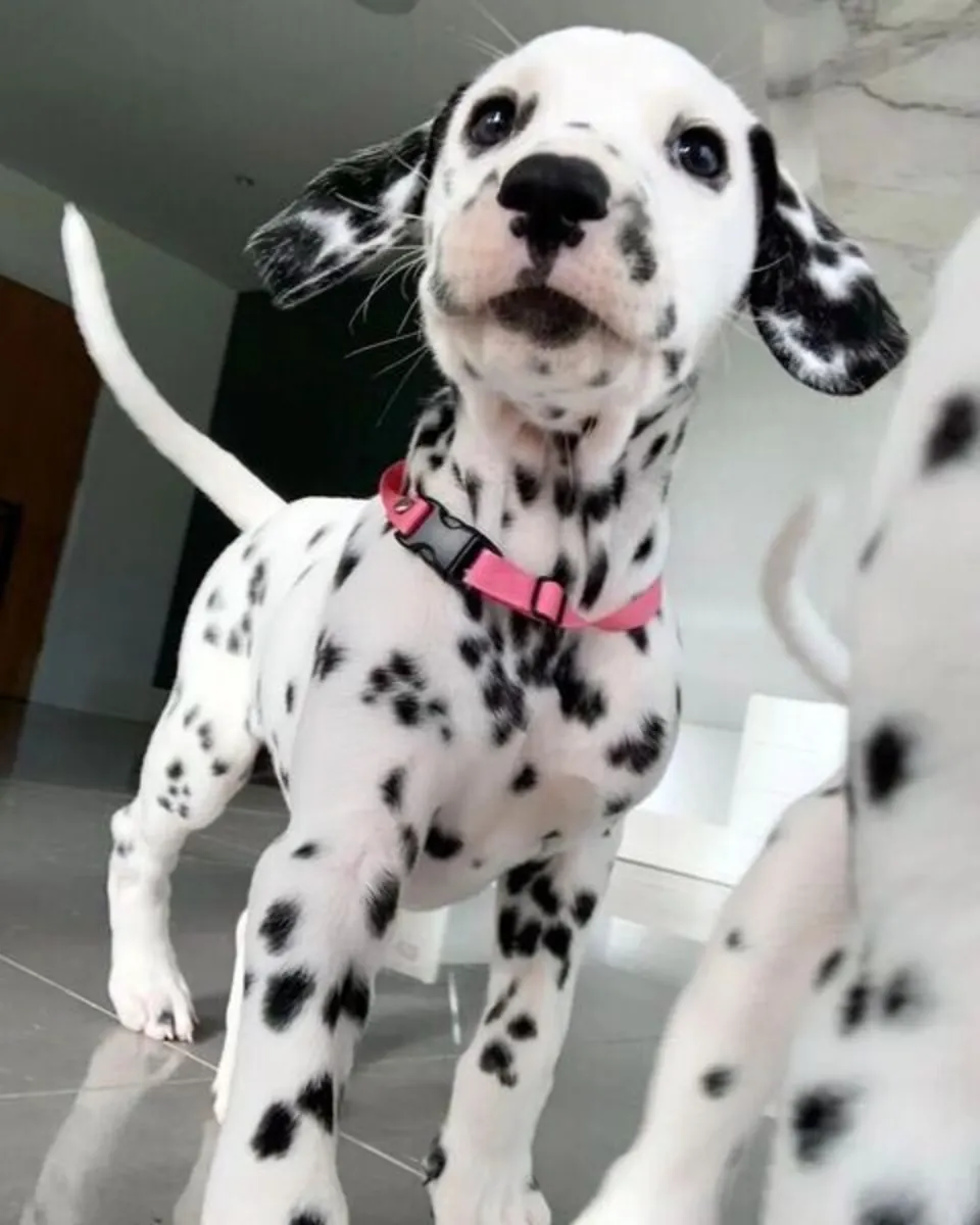 dalmatian puppies available