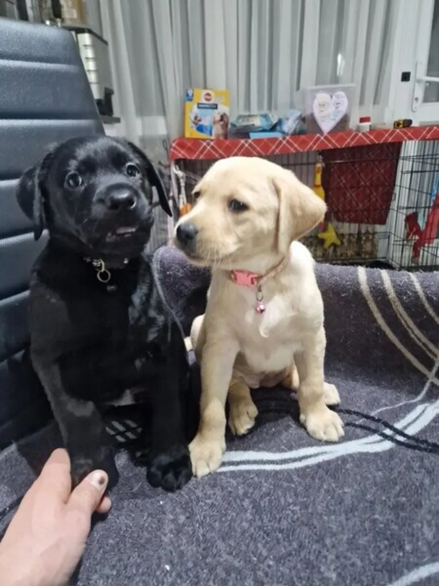 Labrador Puppies available