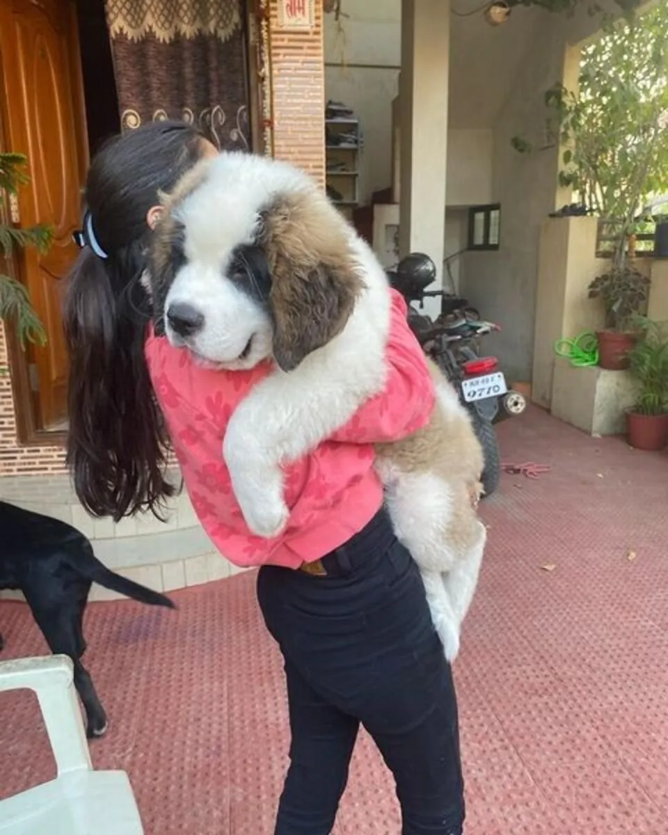 Saint Bernard Puppies available