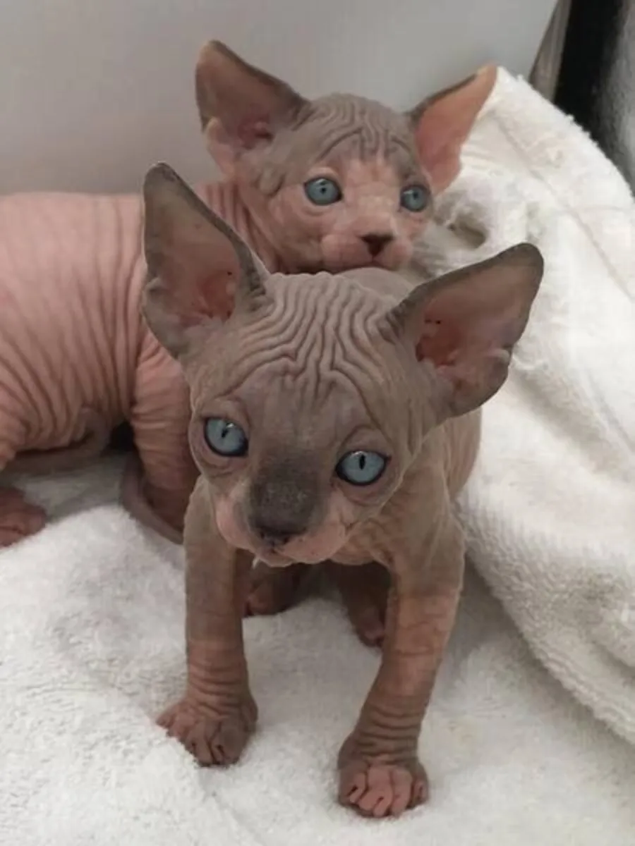 Sphynx Kittens available