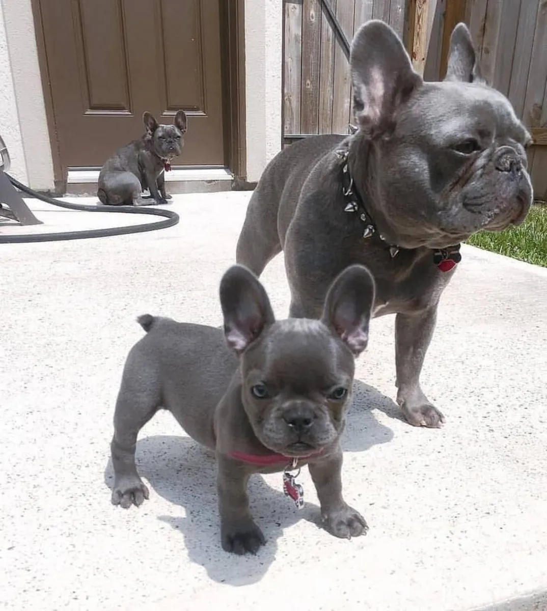 French Bulldog puppies ready to steal your heart!
