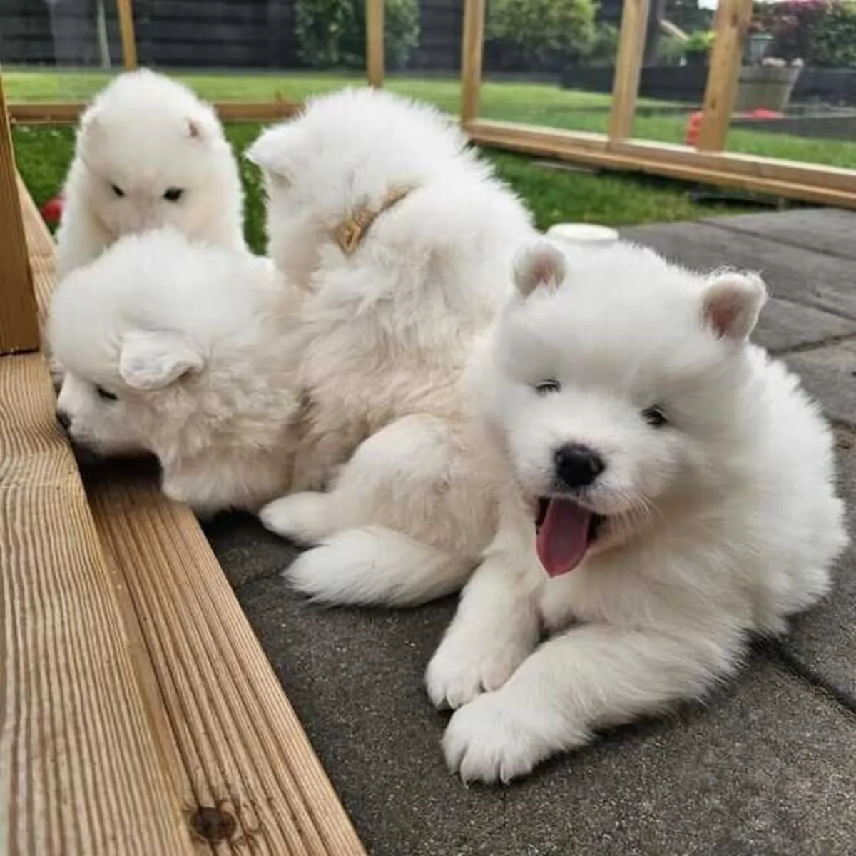 Healthy Samoyed puppies are looking for a new home.