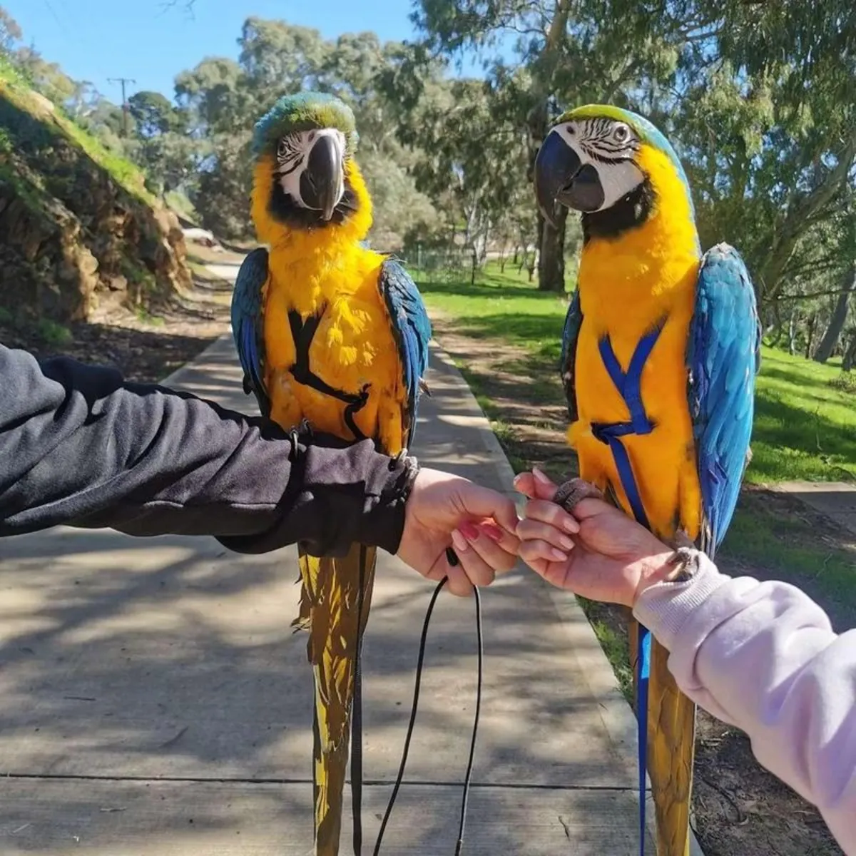 Blue-and-gold macaws