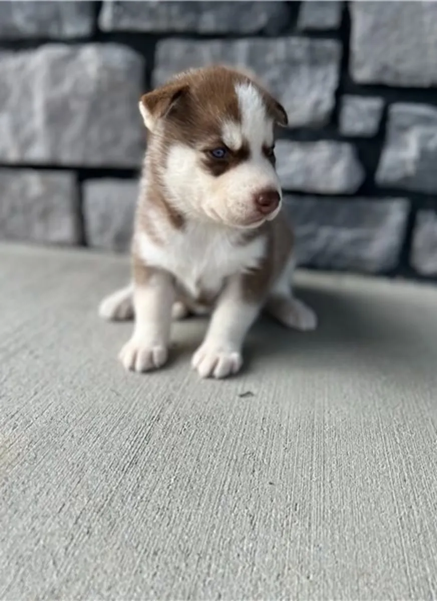 Sibirya Husky yavruları