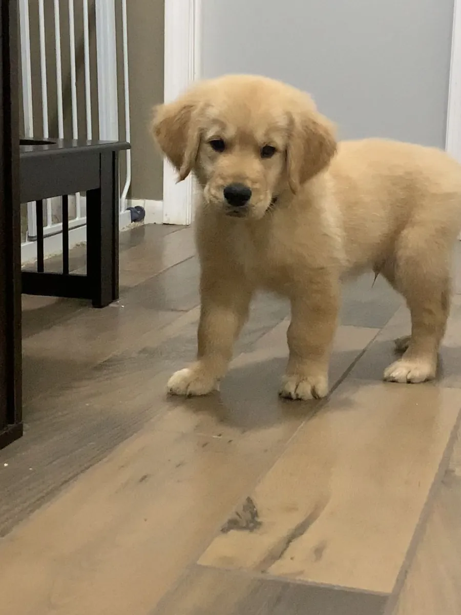 Healthy Golden Retriever Puppy for Sale