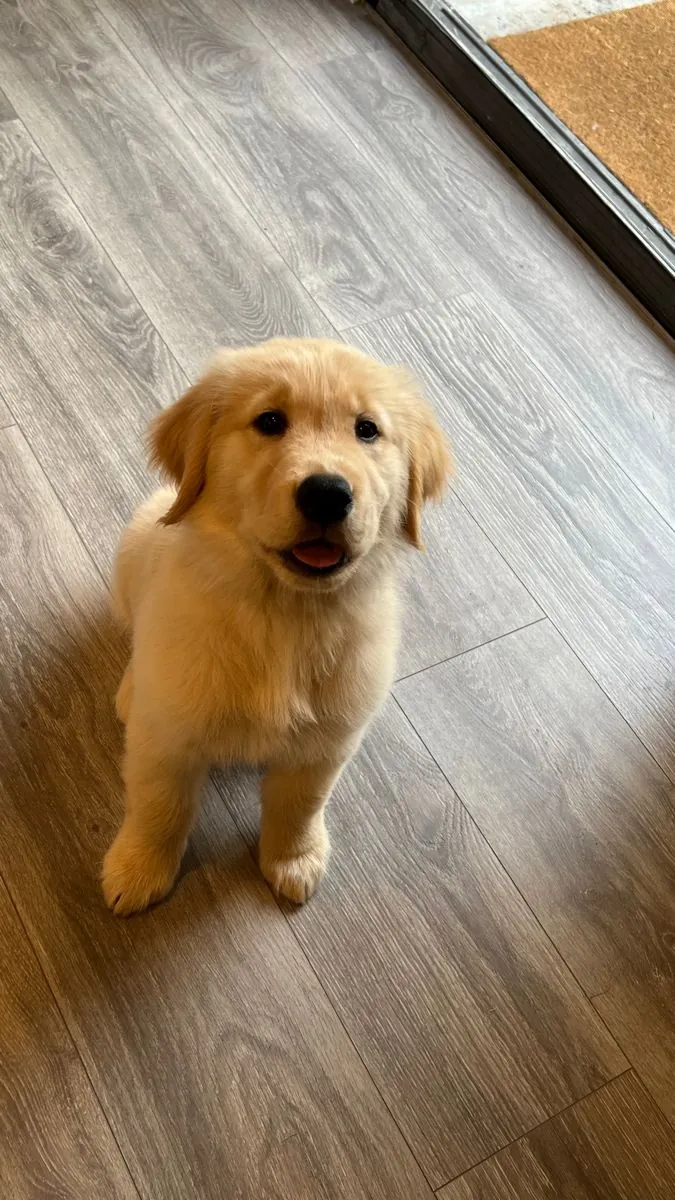 Healthy Golden Retriever Puppy for Sale