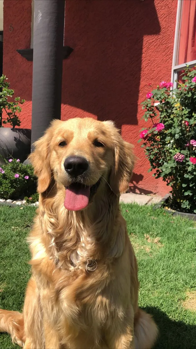 Friendly Golden Retriever Looking for a New Home
