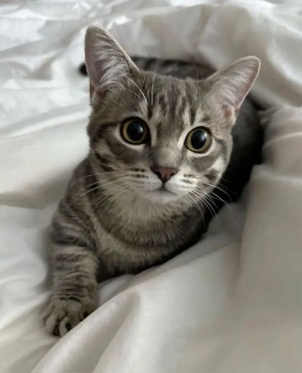 Free Adoption – Friendly Tabby Cat