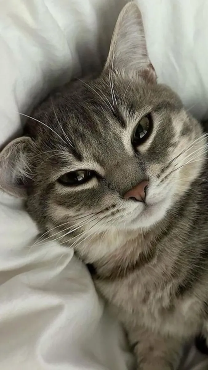 Free Adoption – Friendly Tabby Cat