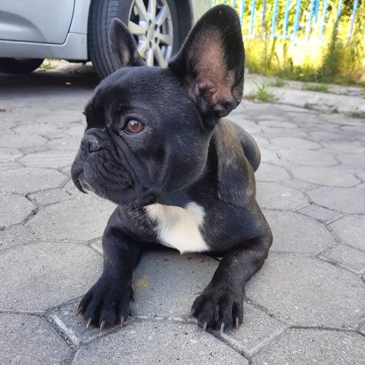 French Bulldog Puppies for Sale – Fully Checked