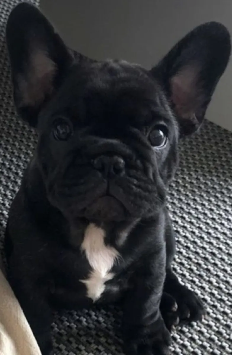 French Bulldog Puppies for Sale – Fully Checked