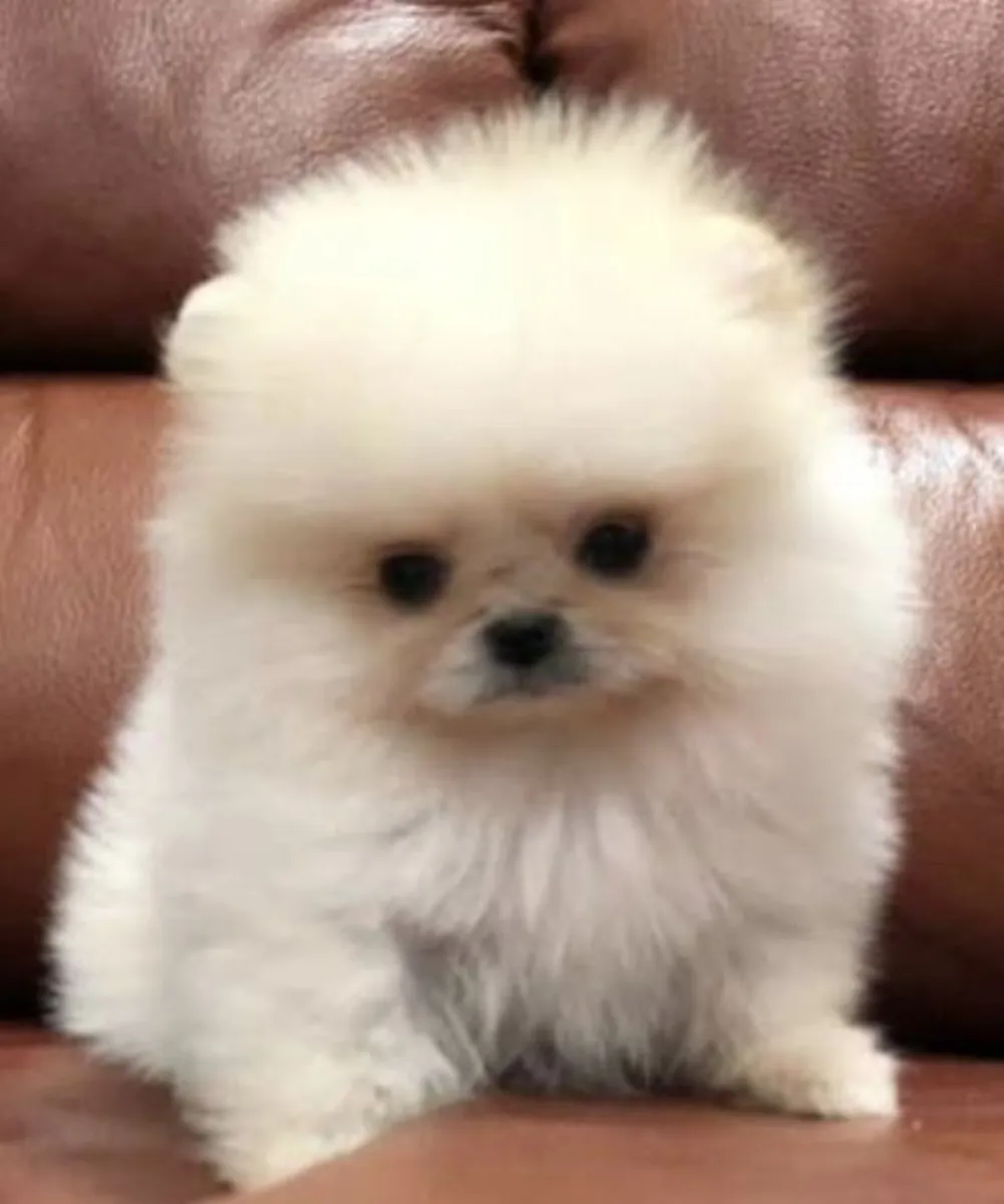 Pomeranian for sale – Family-friendly, social environment.