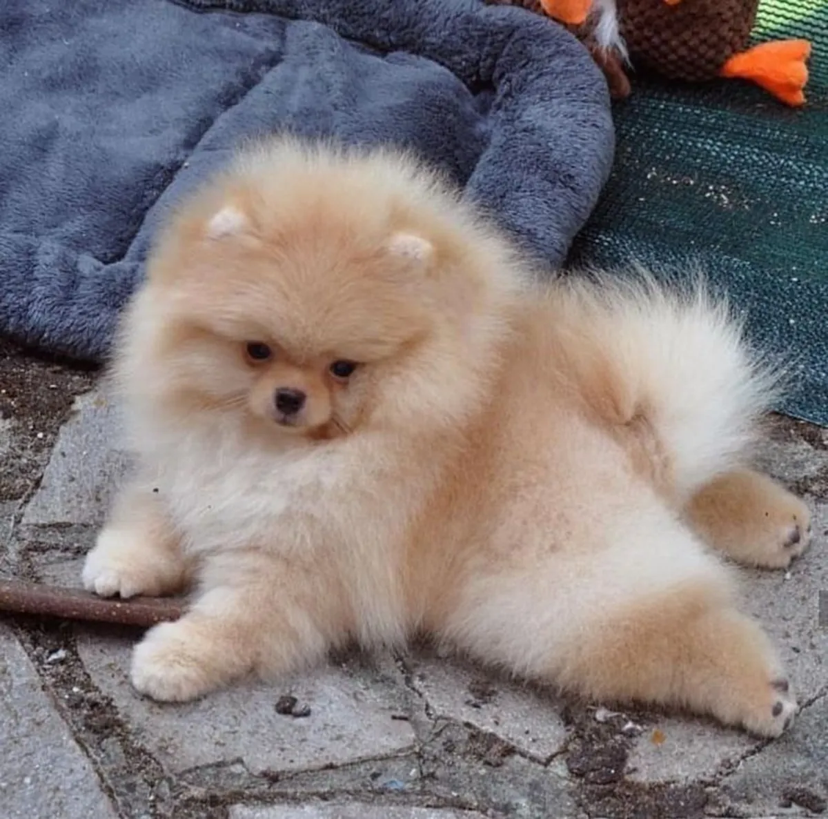 Pomeranian for sale – Family-friendly, social environment.