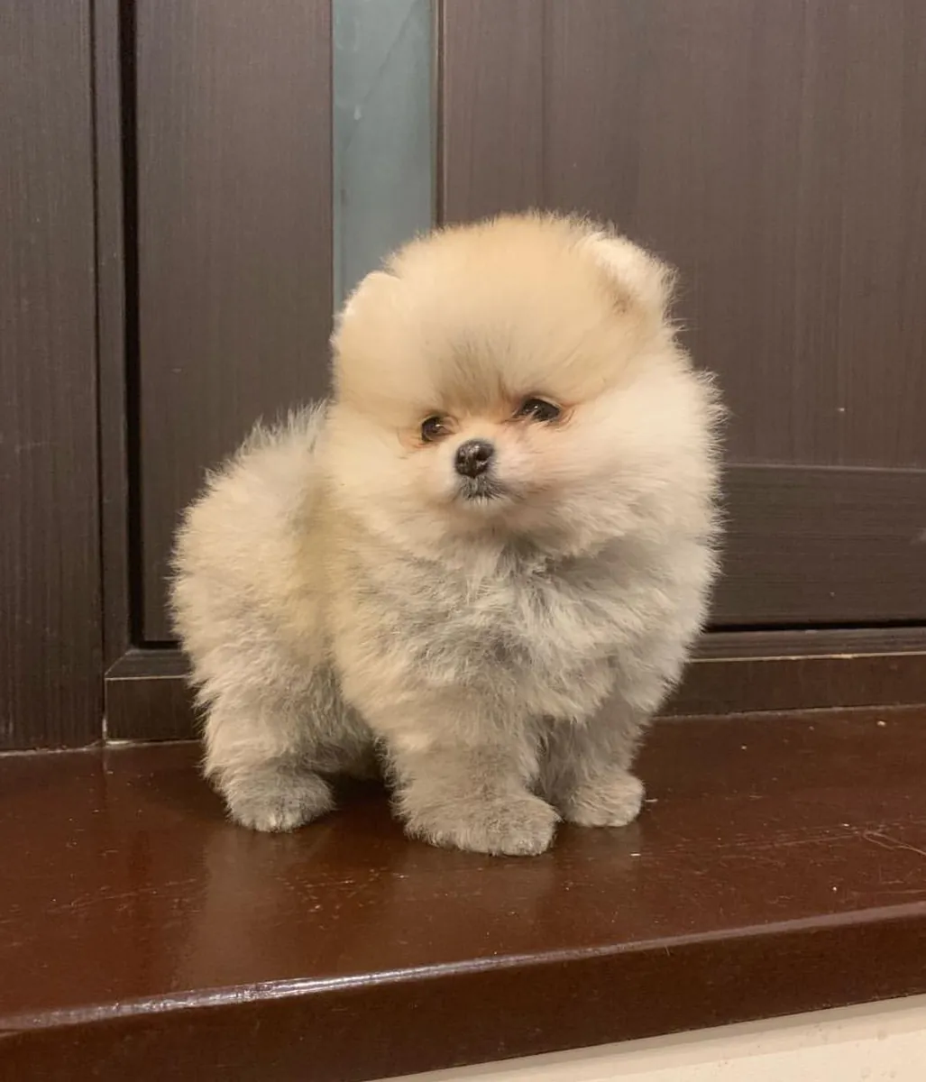 Pomeranian for sale – Family-friendly, social environment.