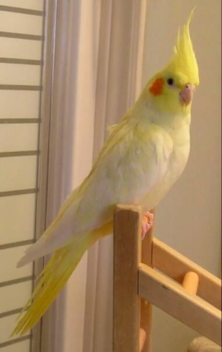 Free Adoption – Tame Cockatiel