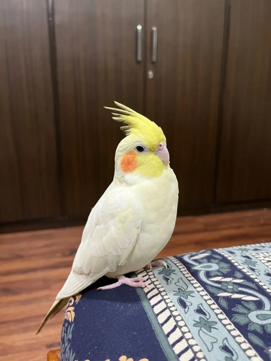 Free Adoption – Tame Cockatiel