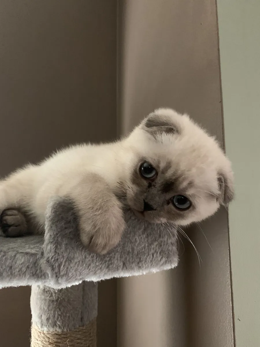Scottish Fold for free adoption – quiet, affectionate, indoor cat