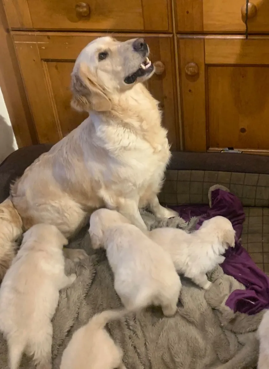 Golden Retriever yavruları