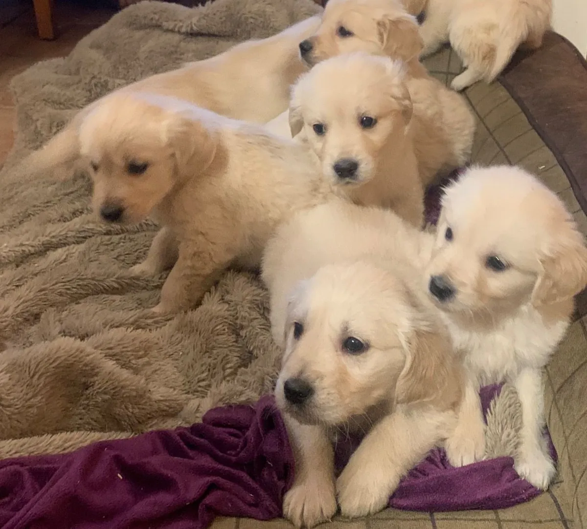 Golden Retriever yavruları