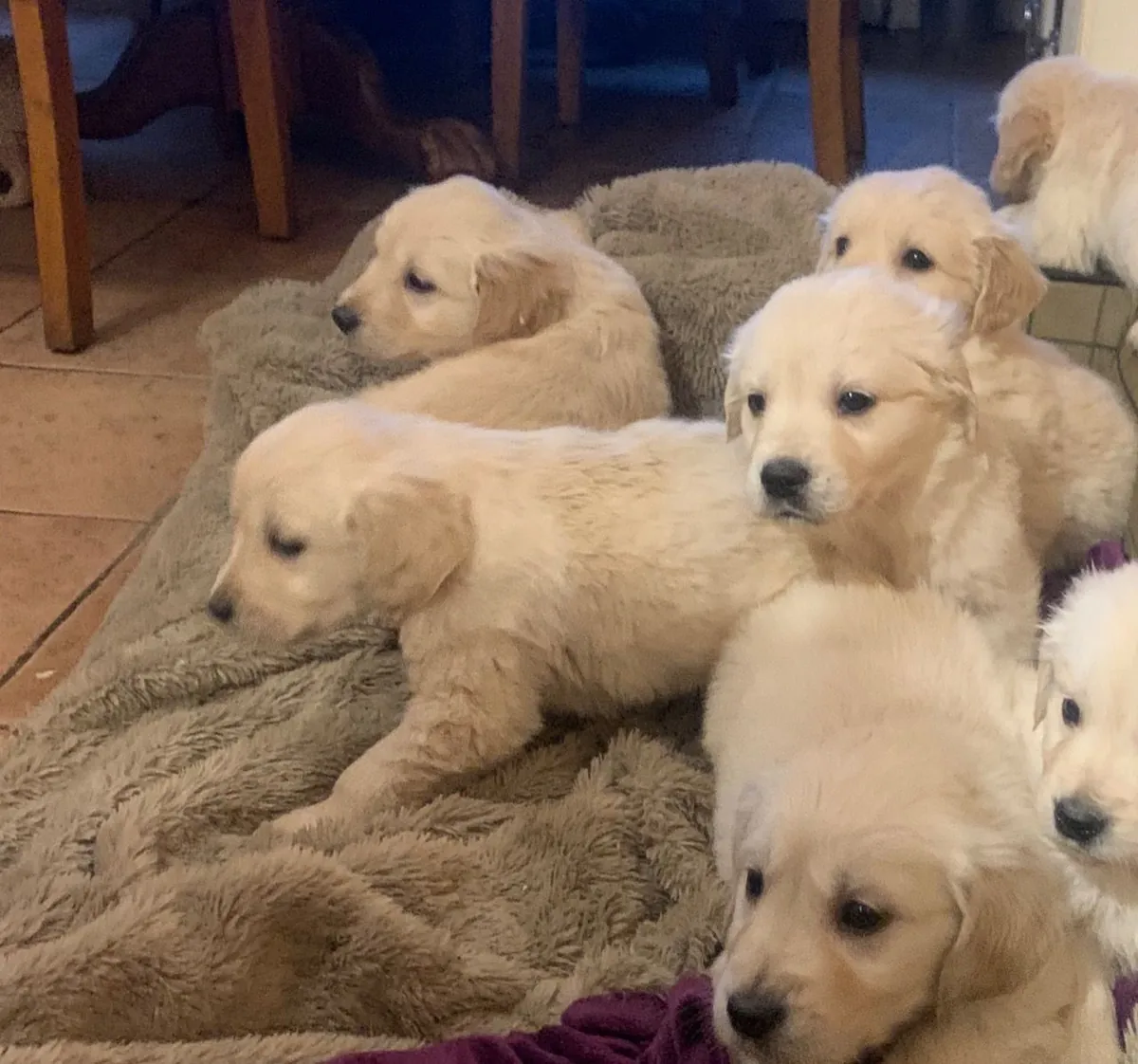 Golden Retriever yavruları