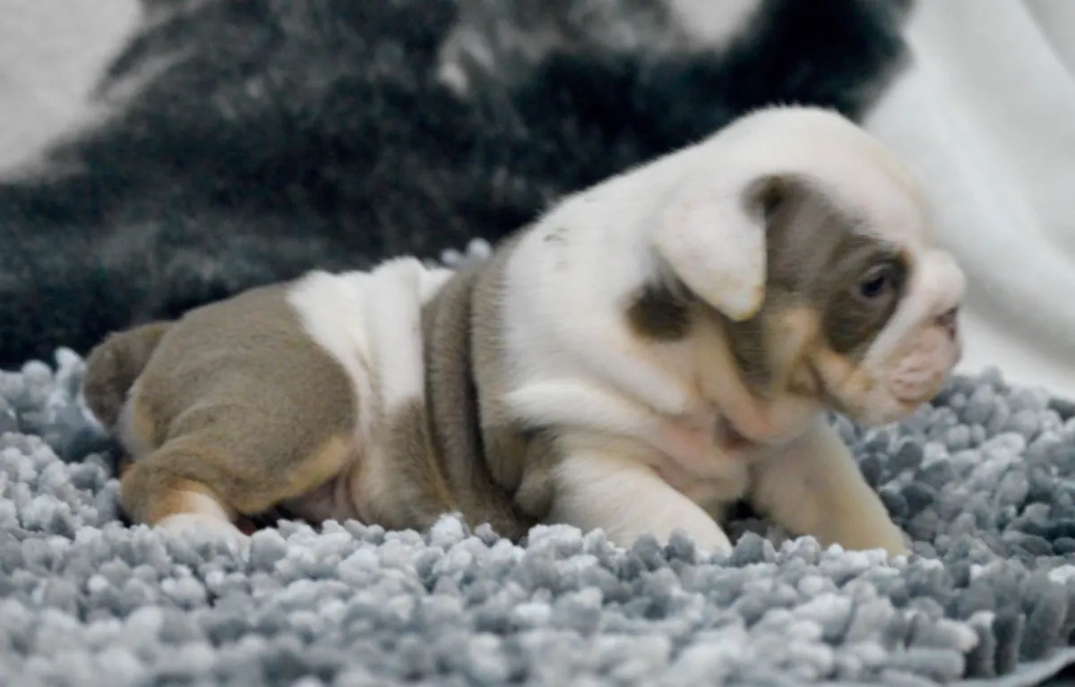 漂亮的英国斗牛犬幼犬。