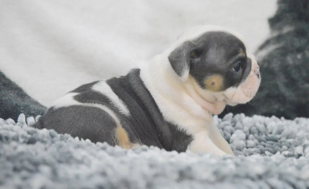 漂亮的英国斗牛犬幼犬。